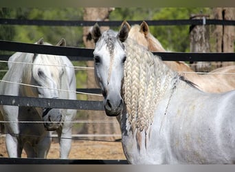 Andalou, Hongre, 6 Ans, 158 cm, Gris pommelé