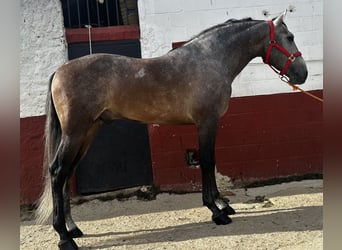 Andalou, Hongre, 6 Ans, 159 cm, Gris