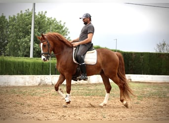 Andalou, Hongre, 6 Ans, 160 cm, Alezan