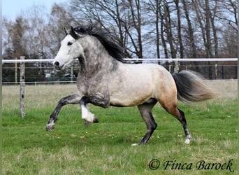 Andalou, Hongre, 6 Ans, 160 cm, Gris