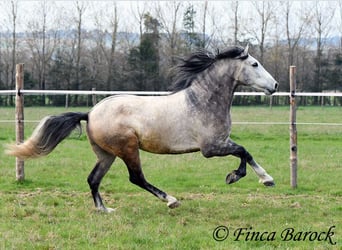 Andalou, Hongre, 6 Ans, 160 cm, Gris