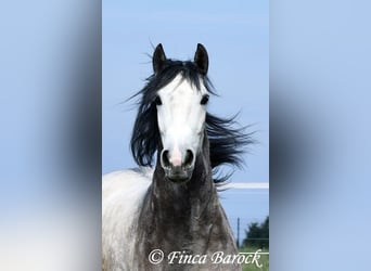 Andalou, Hongre, 6 Ans, 160 cm, Gris