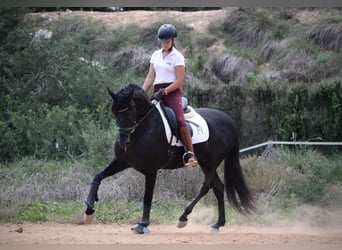 Andalou, Hongre, 6 Ans, 161 cm, Noir