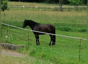 Andalou Croisé, Hongre, 6 Ans, 162 cm, Bai brun