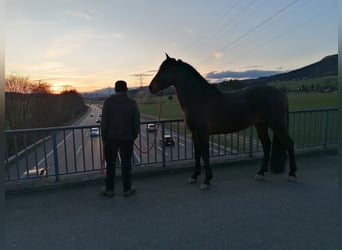 Andalou Croisé, Hongre, 6 Ans, 162 cm, Bai brun