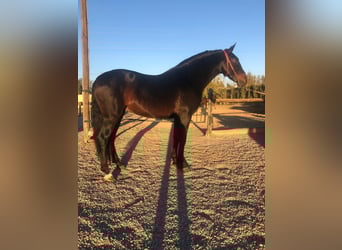 Andalou, Hongre, 6 Ans, 163 cm, Bai brun