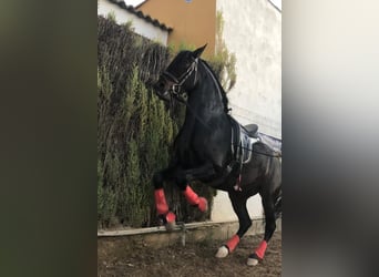 Andalou, Hongre, 6 Ans, 163 cm, Bai brun