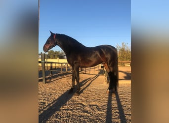 Andalou, Hongre, 6 Ans, 163 cm, Bai brun