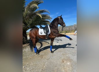 Andalou, Hongre, 6 Ans, 164 cm, Buckskin