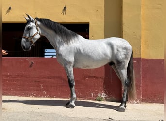 Andalou, Hongre, 6 Ans, 164 cm, Gris