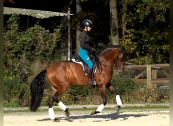 Andalou, Hongre, 6 Ans, 165 cm, Bai