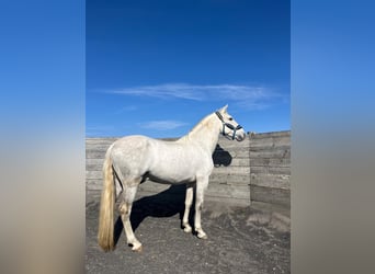 Andalou, Hongre, 6 Ans, 165 cm, Blanc