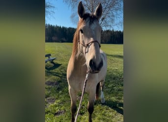 Andalou, Hongre, 6 Ans, 165 cm, Buckskin