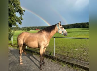 Andalou, Hongre, 6 Ans, 165 cm, Buckskin