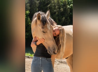 Andalou, Hongre, 6 Ans, 165 cm, Buckskin
