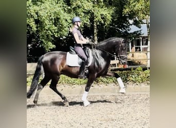 Andalou, Hongre, 6 Ans, 165 cm, Noir