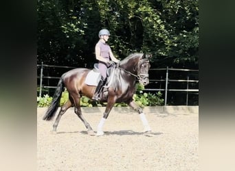 Andalou, Hongre, 6 Ans, 165 cm, Noir