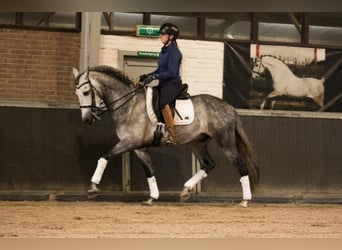 Andalou, Hongre, 6 Ans, 167 cm, Gris
