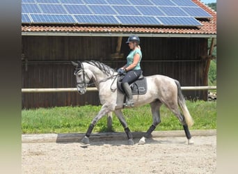 Andalou, Hongre, 6 Ans, 167 cm, Gris pommelé