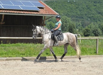 Andalou, Hongre, 6 Ans, 167 cm, Gris pommelé