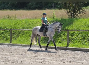 Andalou, Hongre, 6 Ans, 167 cm, Gris pommelé