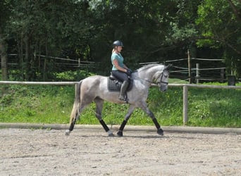 Andalou, Hongre, 6 Ans, 167 cm, Gris pommelé