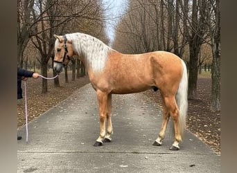 Andalou, Hongre, 6 Ans, 167 cm, Palomino