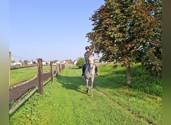 Andalou Croisé, Hongre, 6 Ans, 168 cm, Gris pommelé