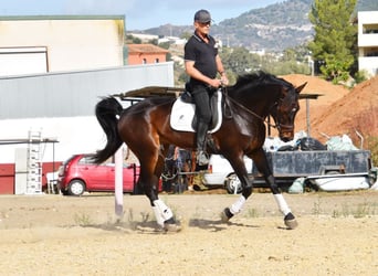 Andalou, Hongre, 6 Ans, 171 cm, Bai