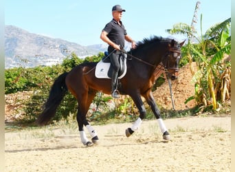 Andalou, Hongre, 6 Ans, 171 cm, Bai