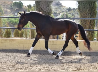 Andalou, Hongre, 6 Ans, 171 cm, Bai