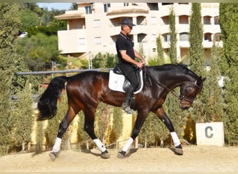 Andalou, Hongre, 6 Ans, 171 cm, Bai