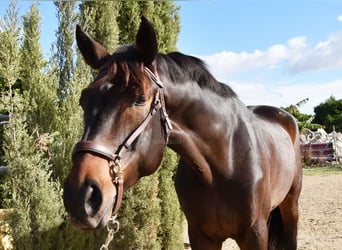 Andalou, Hongre, 6 Ans, 171 cm, Bai
