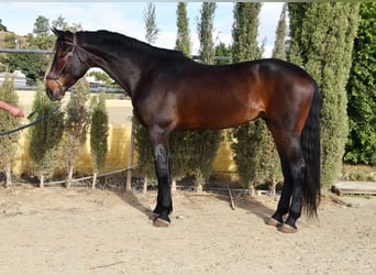Andalou, Hongre, 6 Ans, 171 cm, Bai