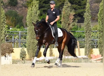 Andalou, Hongre, 6 Ans, 171 cm, Bai