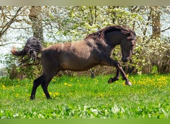 Andalou Croisé, Hongre, 6 Ans, 175 cm, Bai cerise