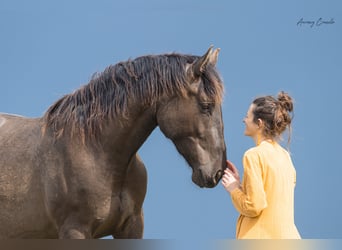 Andalou Croisé, Hongre, 6 Ans, 175 cm, Bai cerise