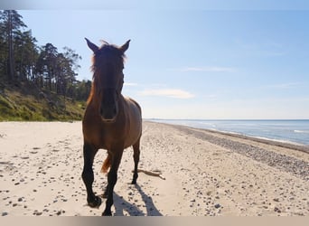 Andalou Croisé, Hongre, 6 Ans, 175 cm, Bai cerise