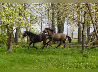 Andalou Croisé, Hongre, 6 Ans, 175 cm, Bai cerise