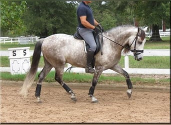 Andalou, Hongre, 6 Ans, Gris