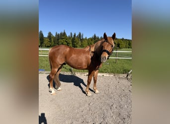 Andalou, Hongre, 7 Ans, 145 cm, Alezan