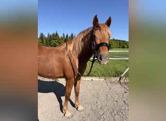 Andalou, Hongre, 7 Ans, 145 cm, Alezan