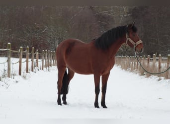 Andalou, Hongre, 7 Ans, 155 cm, Bai