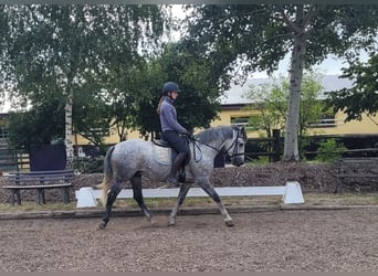 Andalou Croisé, Hongre, 7 Ans, 155 cm, Gris moucheté