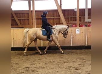 Andalou Croisé, Hongre, 7 Ans, 157 cm, Isabelle