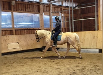 Andalou Croisé, Hongre, 7 Ans, 157 cm, Isabelle