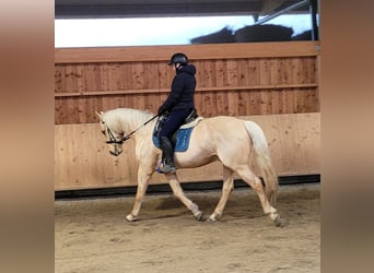 Andalou Croisé, Hongre, 7 Ans, 157 cm, Isabelle