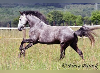 Andalou, Hongre, 7 Ans, 158 cm, Gris