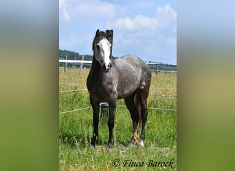 Andalou, Hongre, 7 Ans, 158 cm, Gris