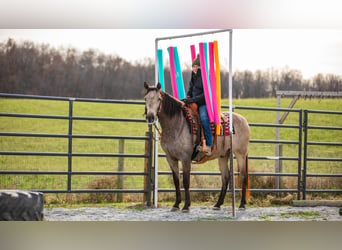 Andalou Croisé, Hongre, 7 Ans, 160 cm, Buckskin